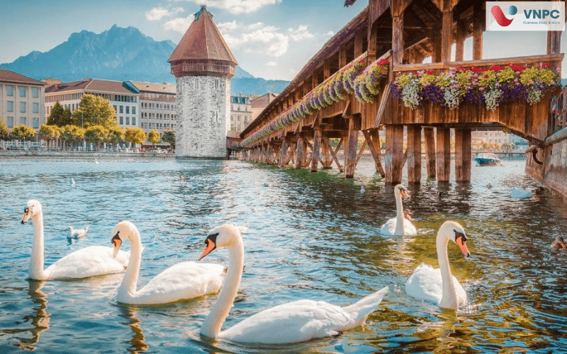 Lucerne